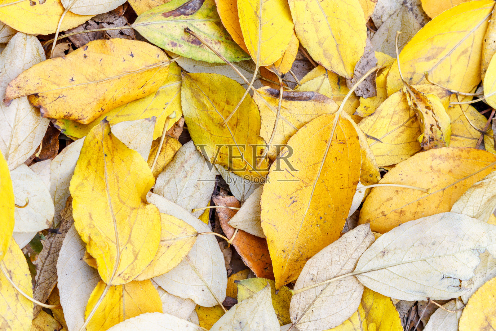 落叶照片摄影图片