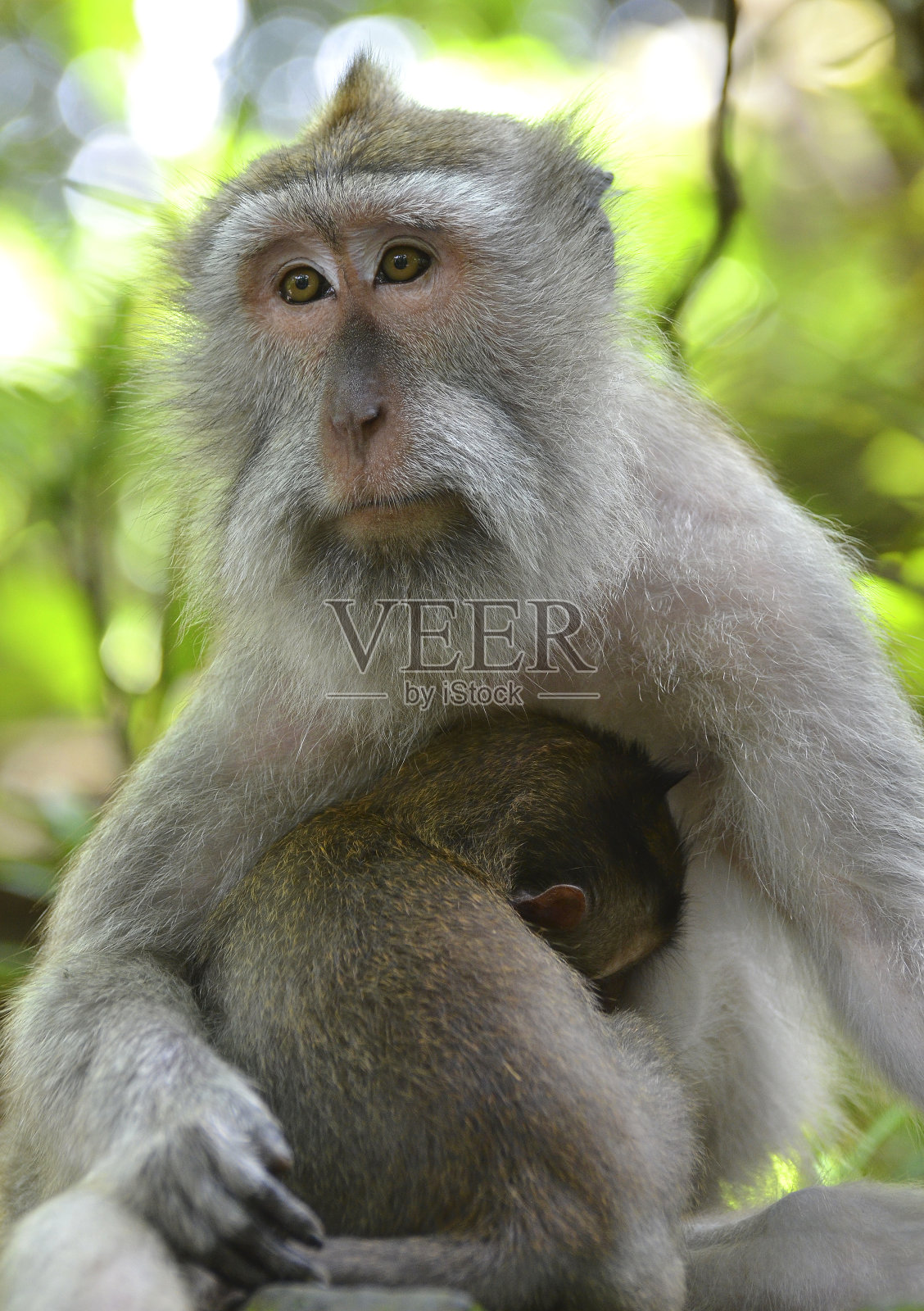 母猕猴与婴儿照片摄影图片