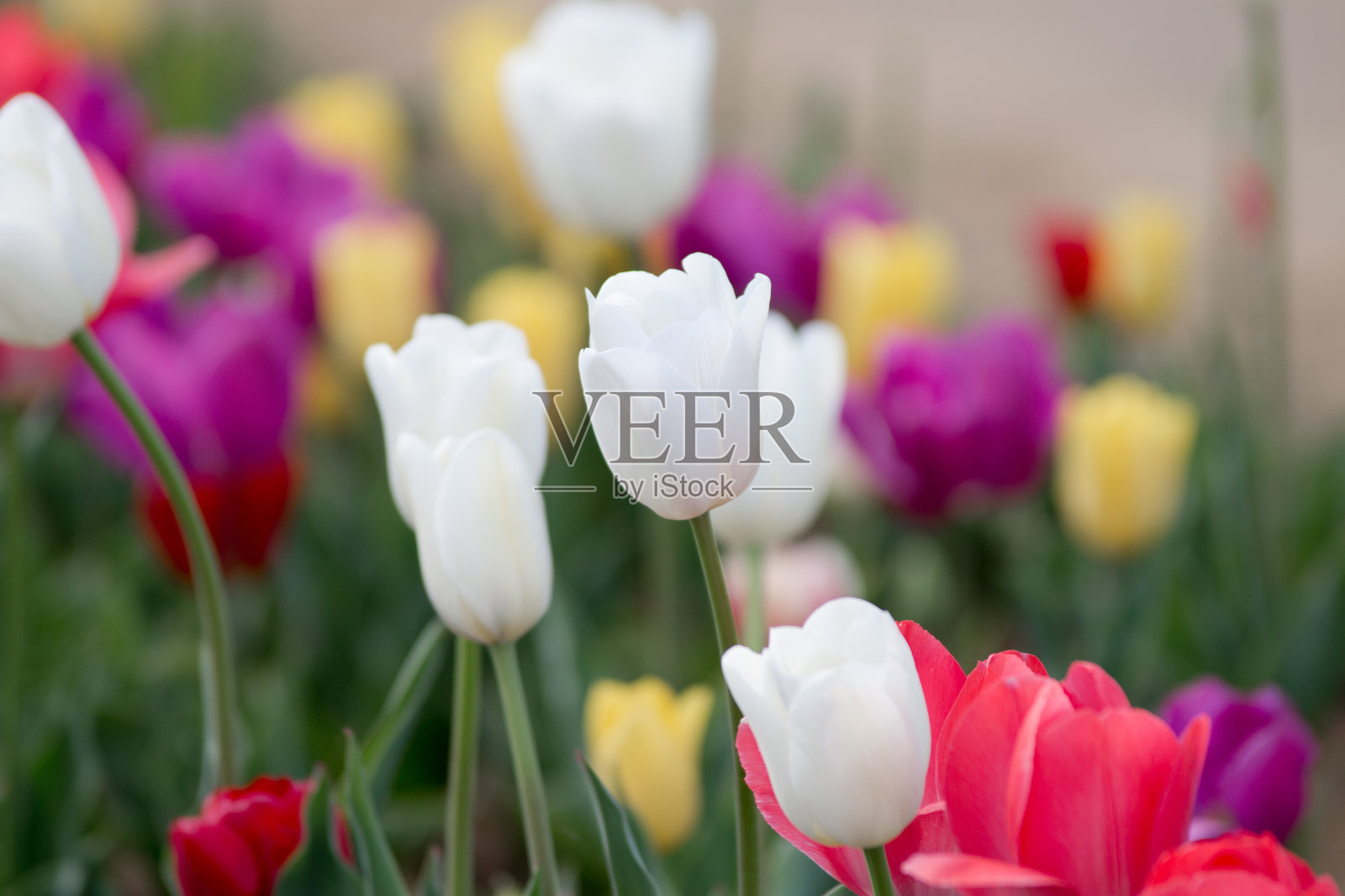 郁金香。色彩鲜艳的郁金香。郁金香在春天。照片摄影图片