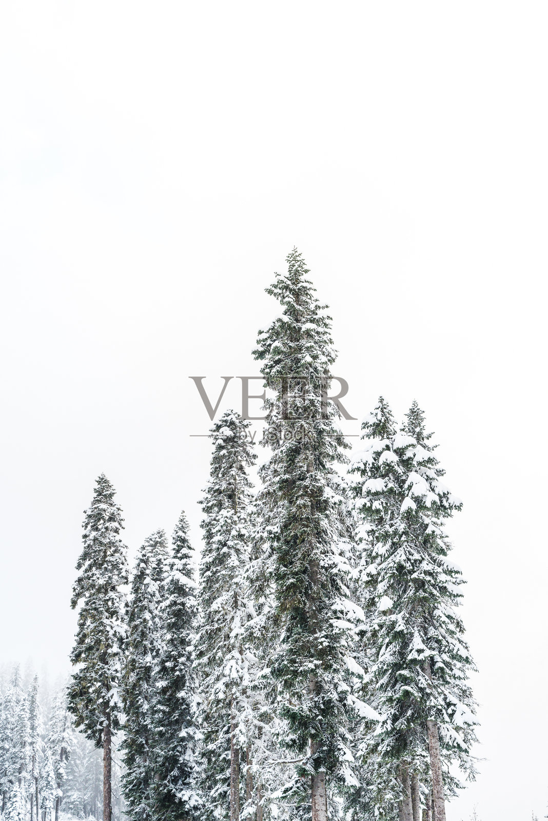 冬天雪覆盖了一棵树。照片摄影图片
