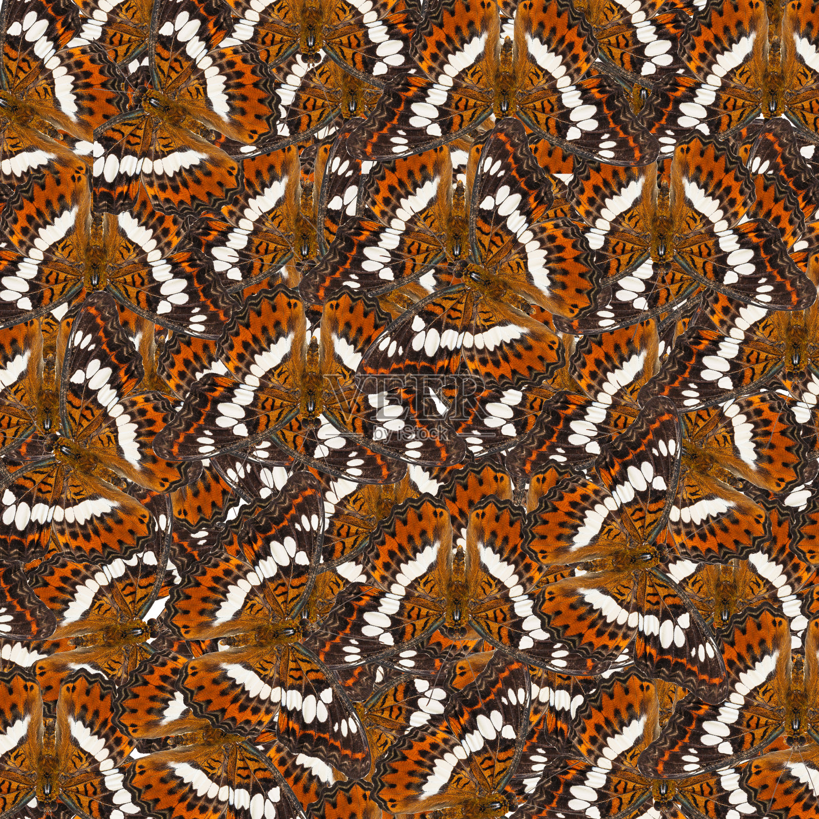 蝴蝶司令翅膀上的纹理照片摄影图片