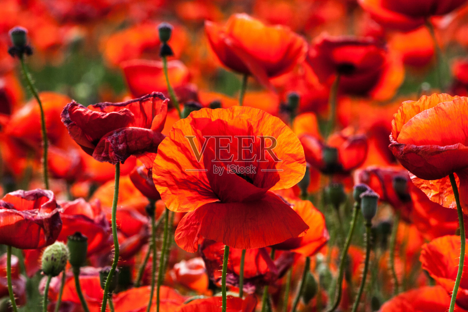 花——田野里红色的罂粟照片摄影图片