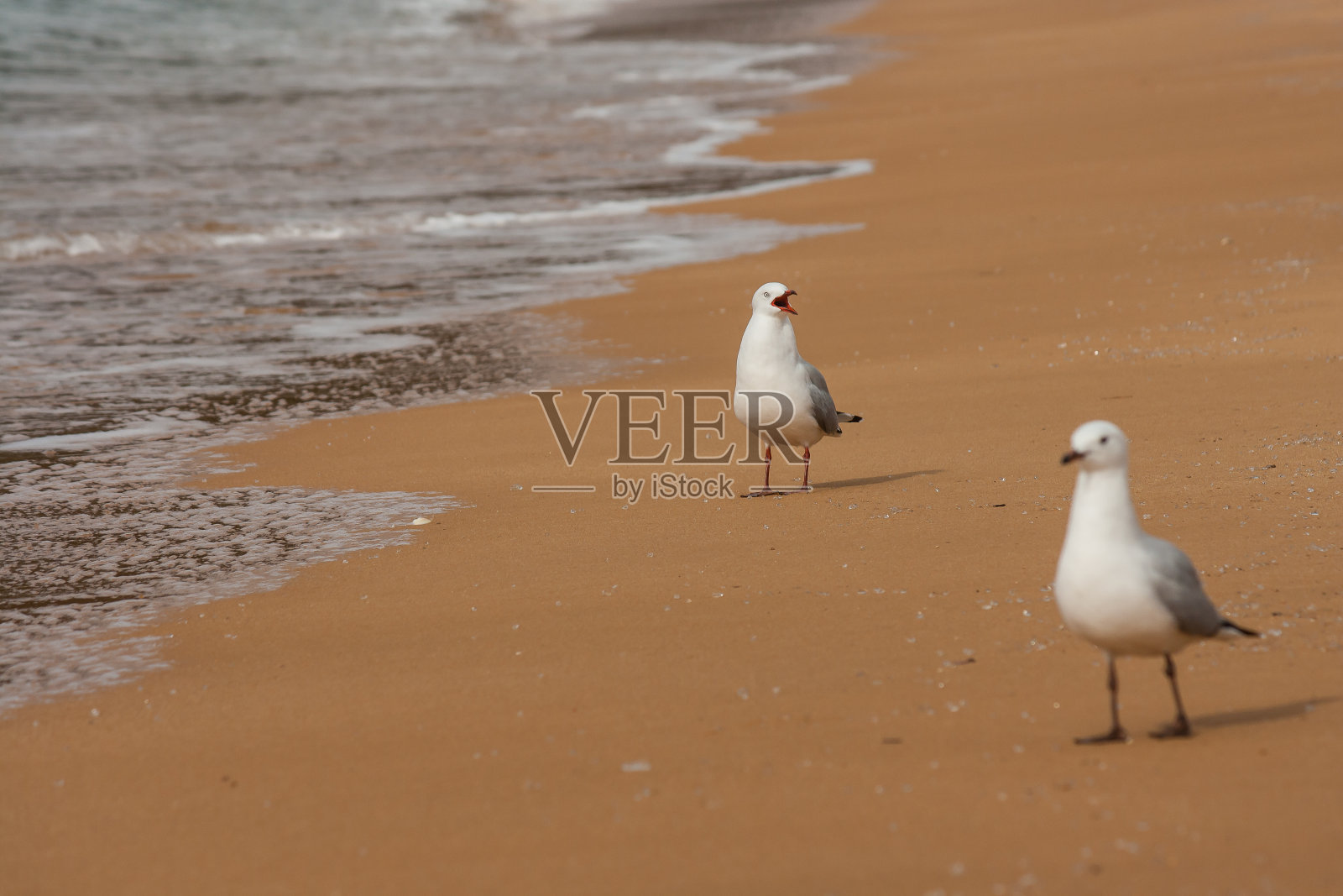 在海鸥照片摄影图片
