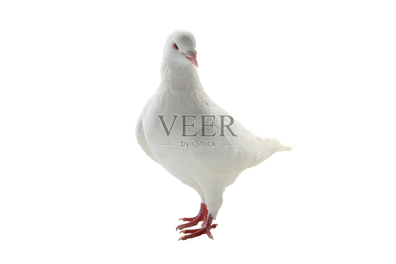 白色的鸽子照片摄影图片