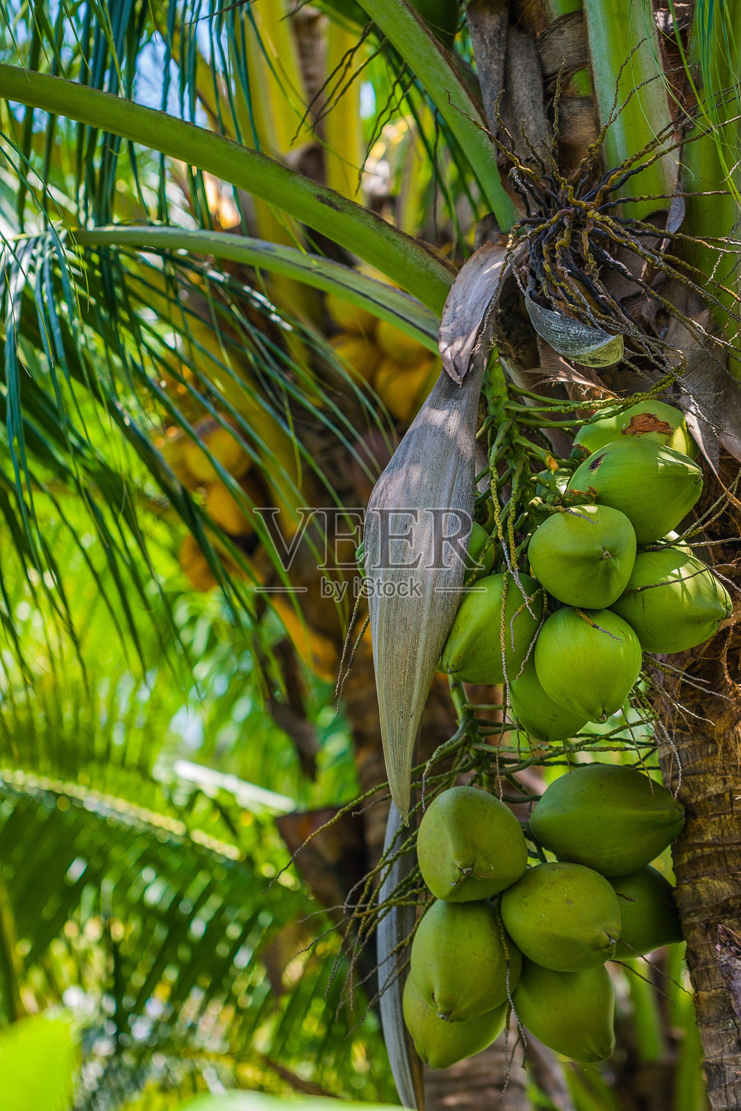 椰子照片摄影图片