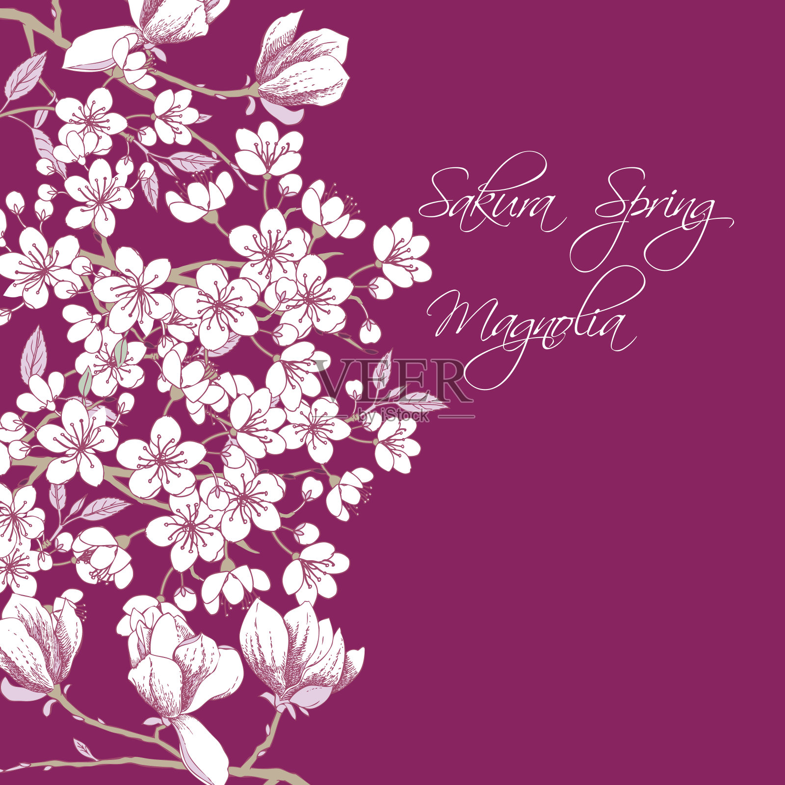 樱花和木兰插画图片素材