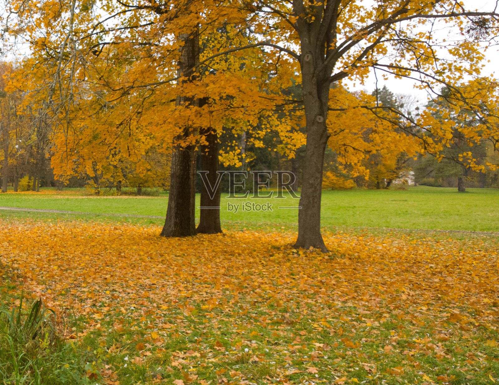 秋天的风景。照片摄影图片