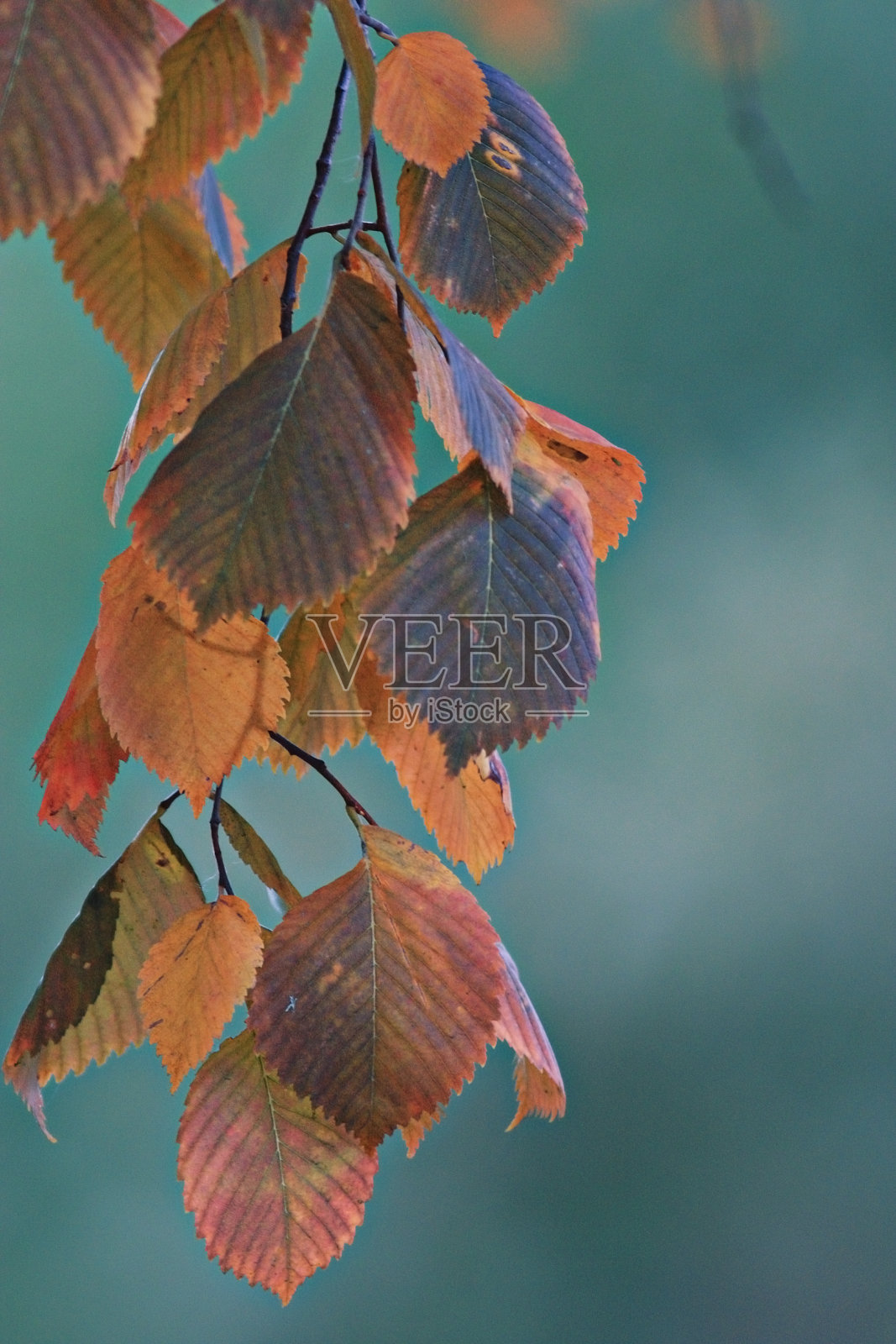 黄色的叶子在树的背景上照片摄影图片