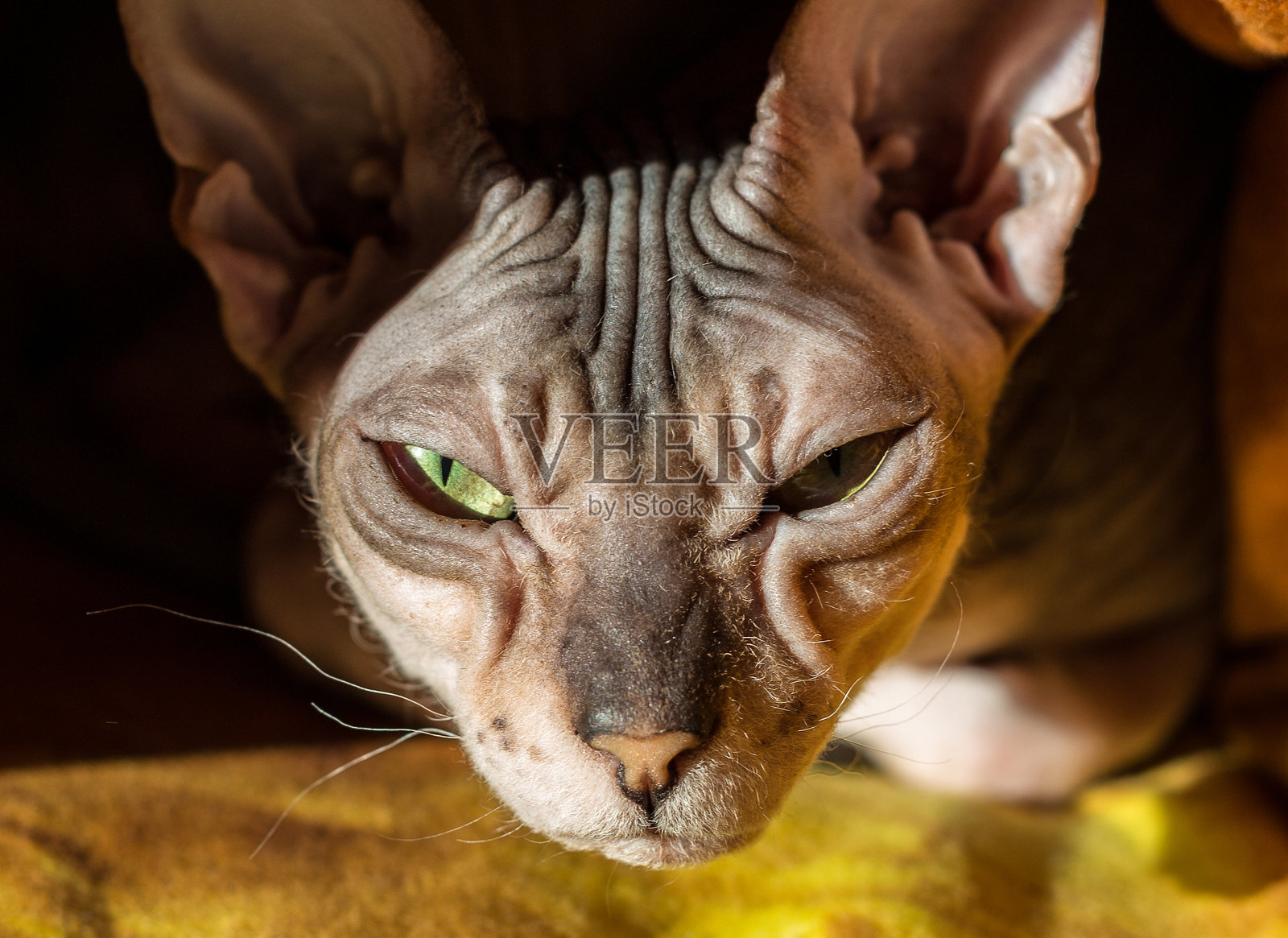 Sphynx donskoy猫照片摄影图片