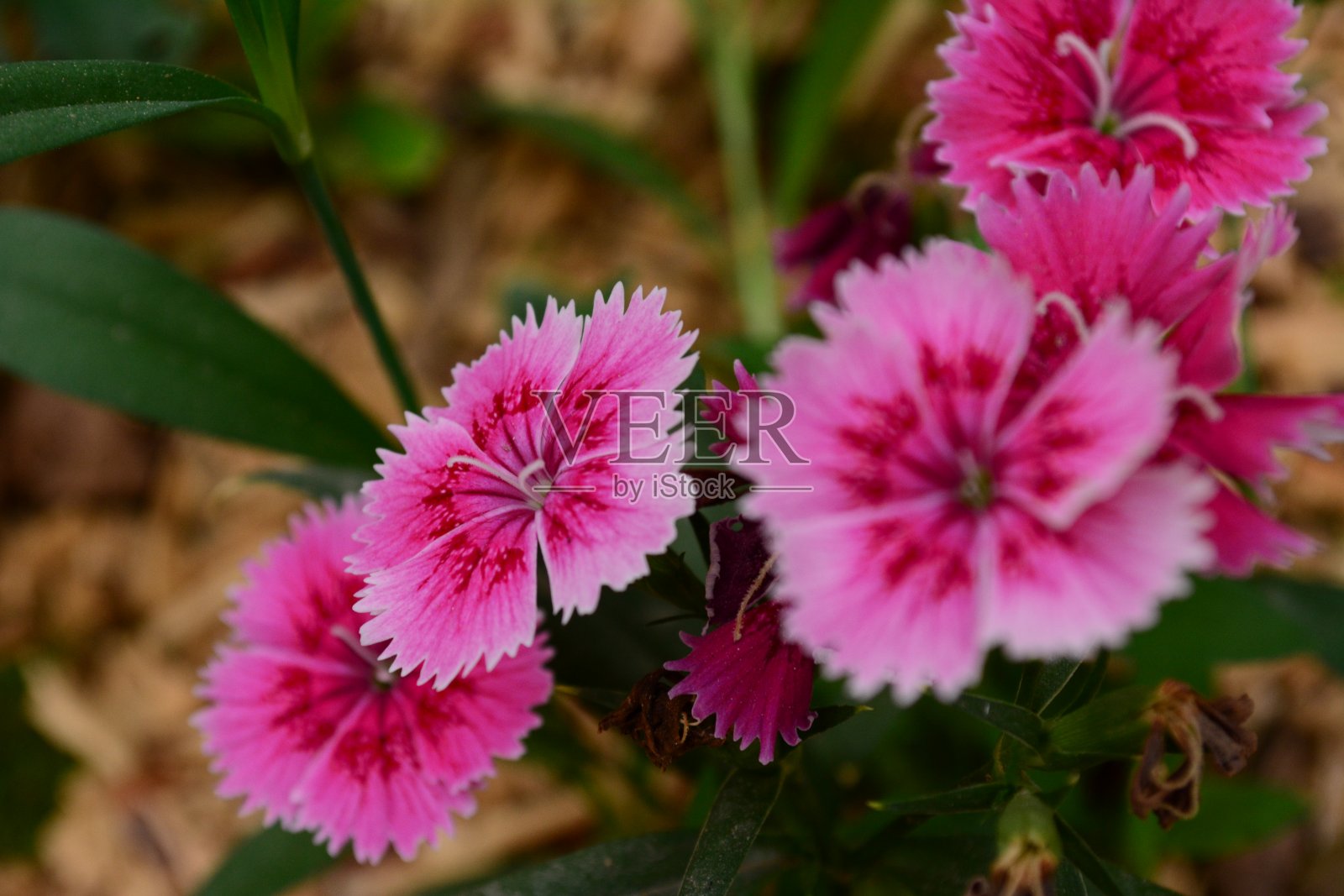 美丽的克拉维纳斯照片摄影图片