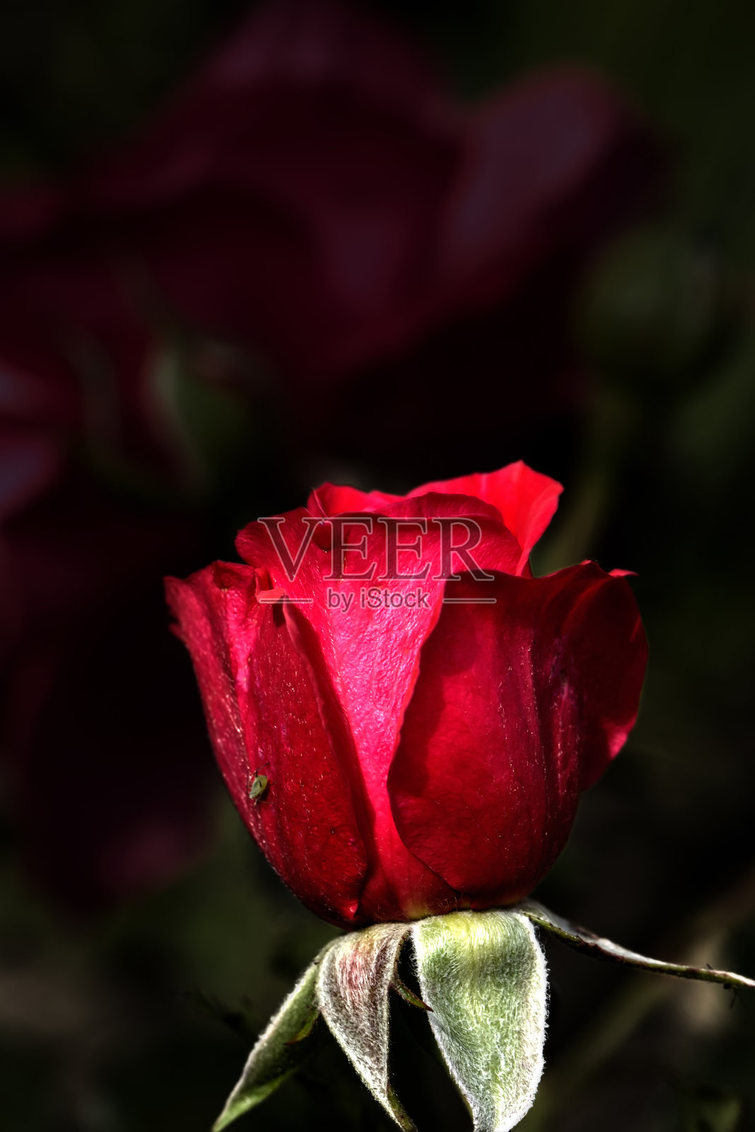 红玫瑰。照片摄影图片