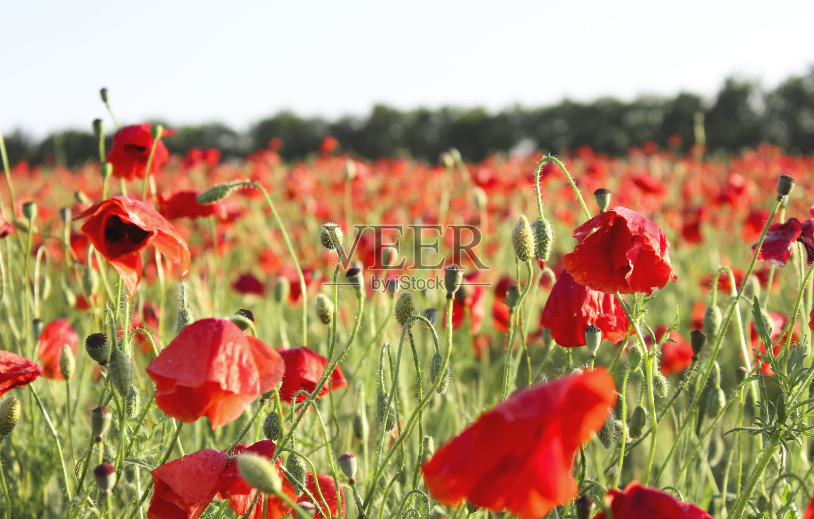 罂粟田，色调的形象照片摄影图片