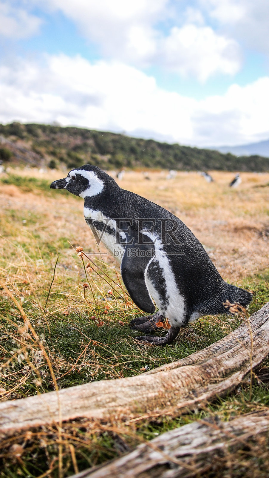 乌斯怀亚Martillo岛的企鹅照片摄影图片