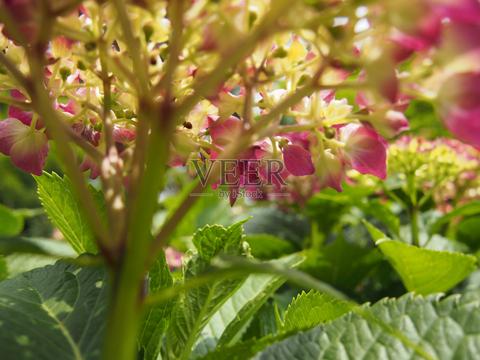 绣球花的季节照片摄影图片