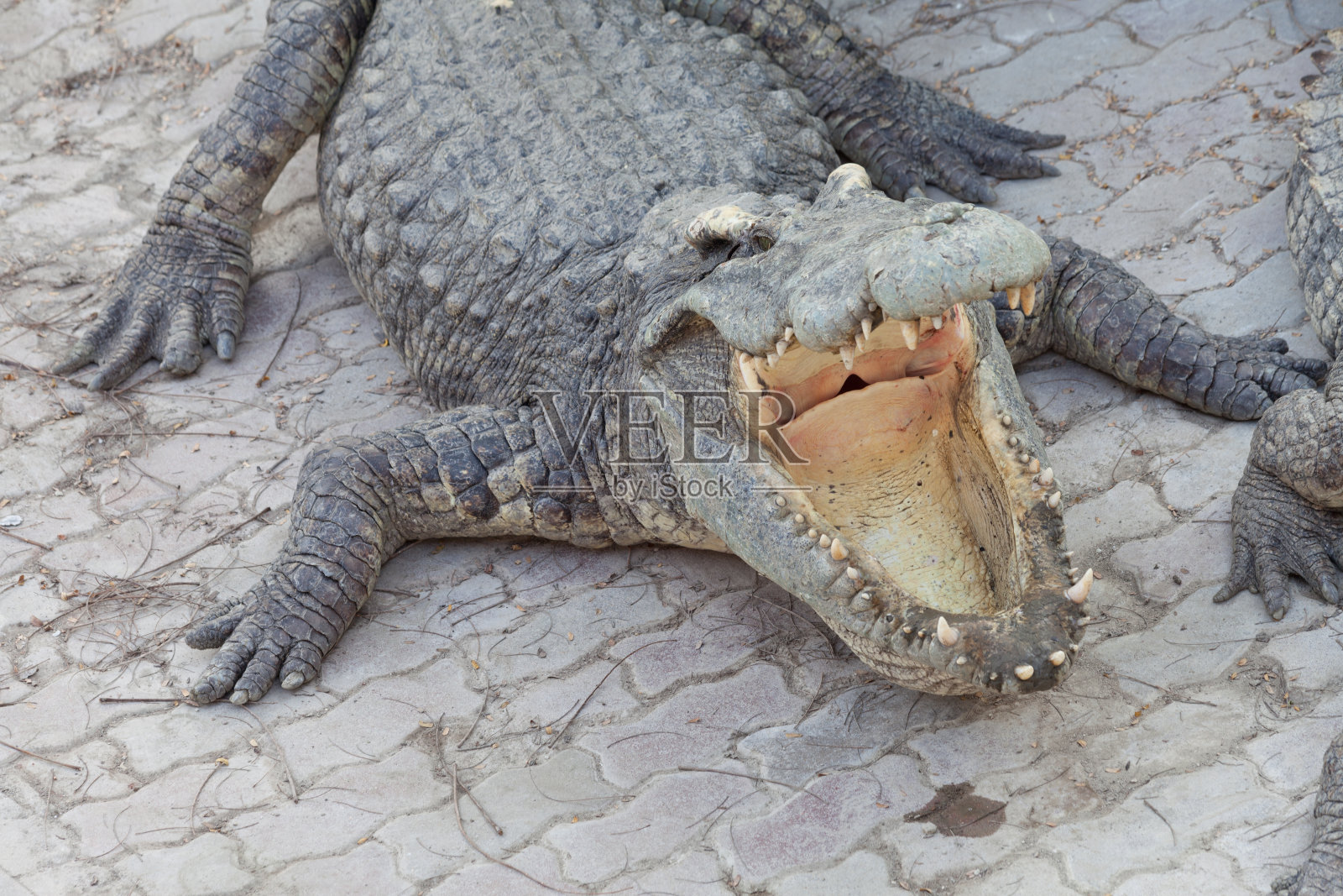 鳄鱼和下巴照片摄影图片