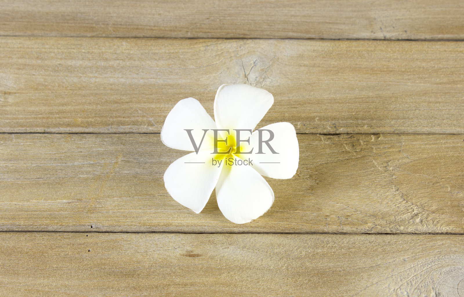 鸡蛋花花照片摄影图片