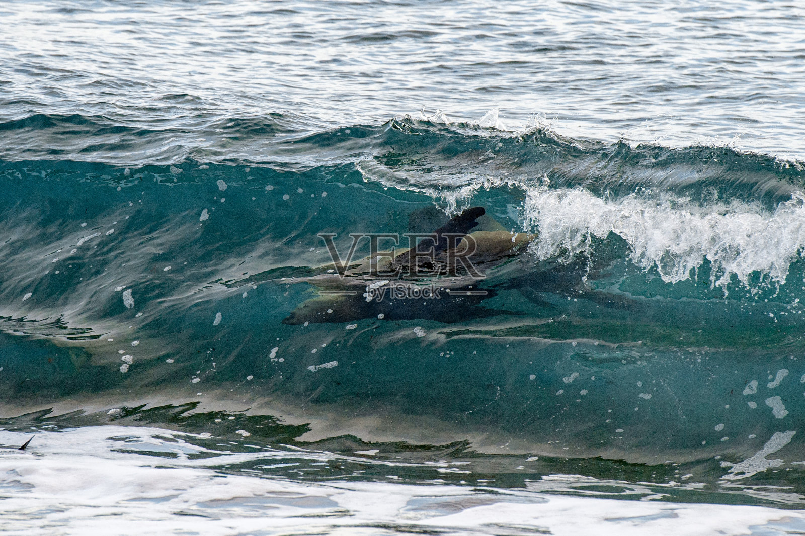 海滩上有海狮照片摄影图片