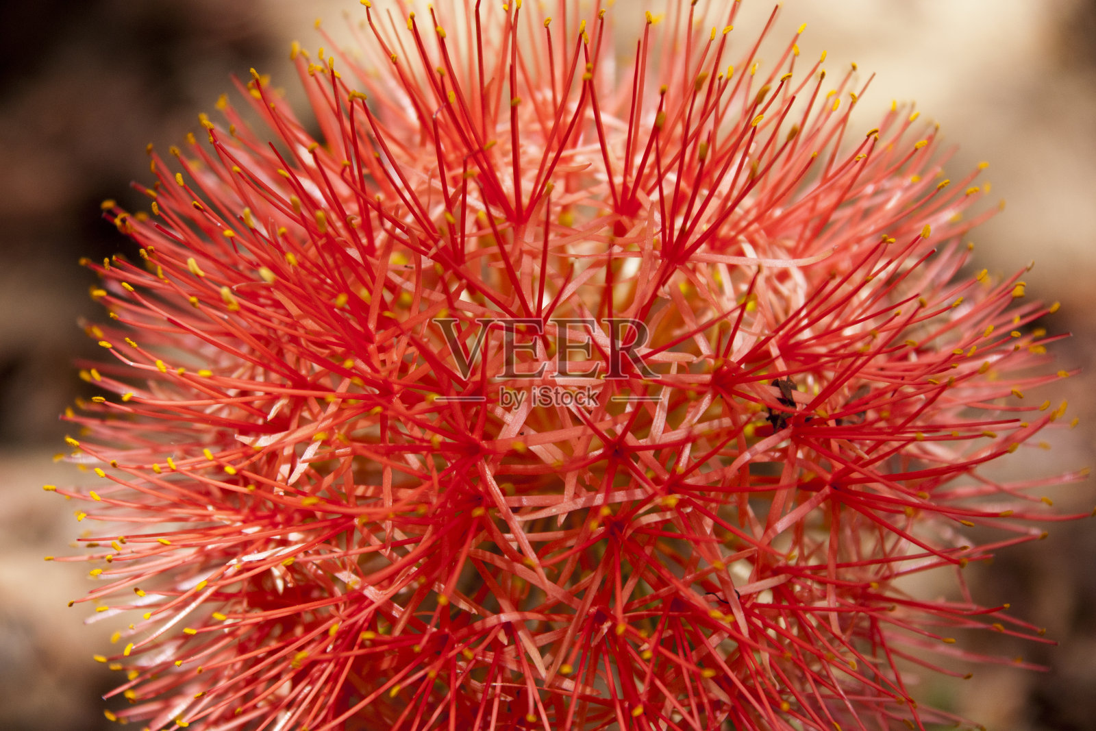 花照片摄影图片