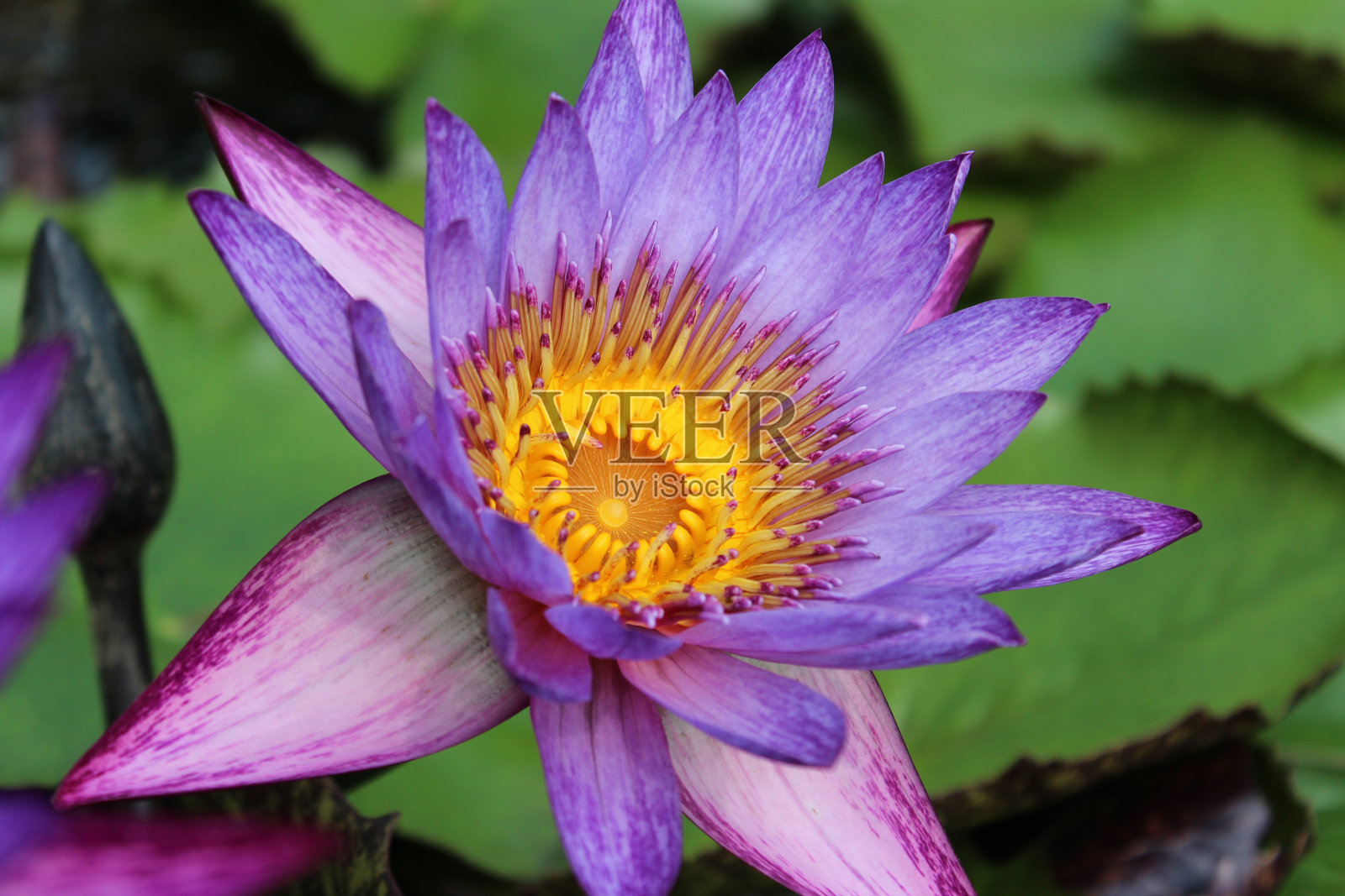 睡莲的盛开照片摄影图片