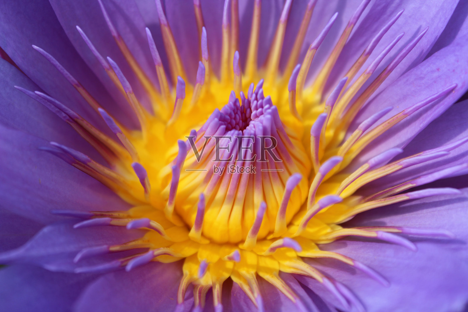 睡莲花粉照片摄影图片