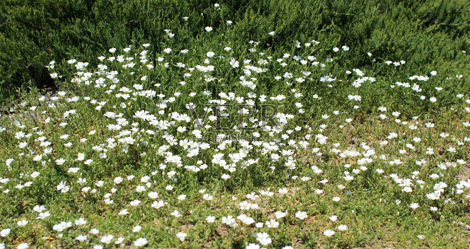 花园里的Gypsophila花照片摄影图片