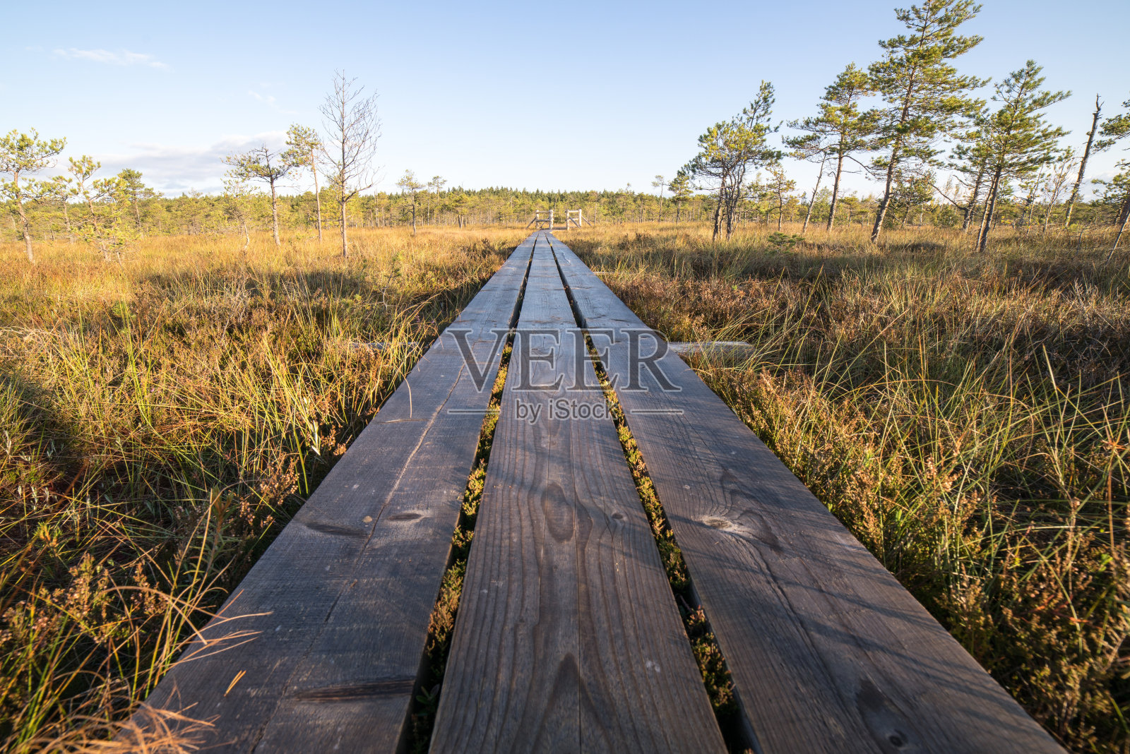 沼泽地上的木路照片摄影图片
