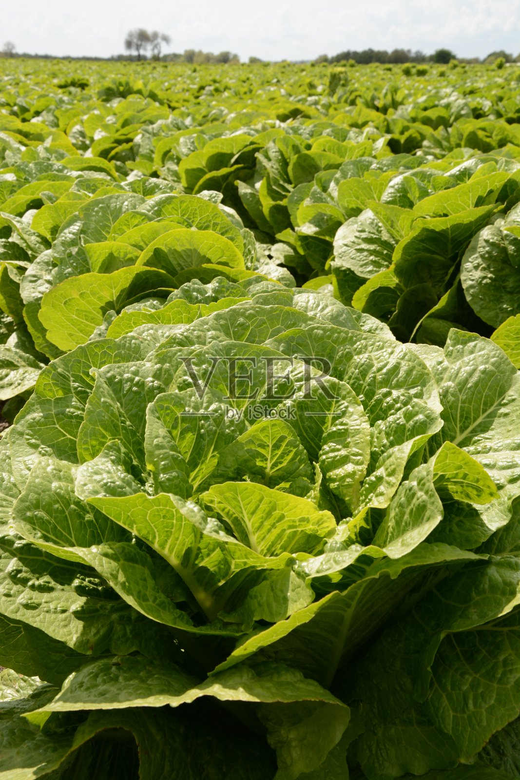 新鲜的绿色生菜照片摄影图片