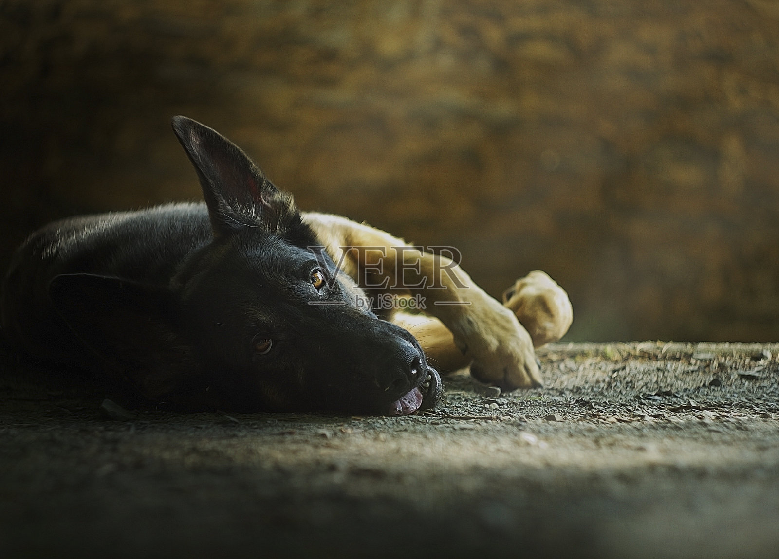 悲伤的德国牧羊犬小狗在等着照片摄影图片