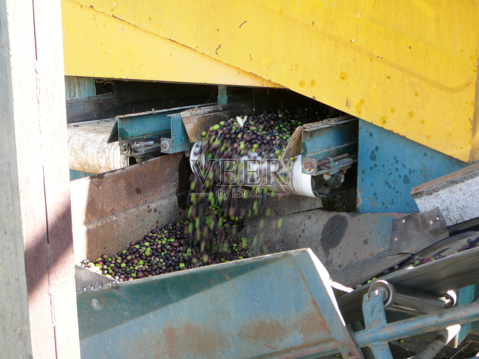 收获橄榄照片摄影图片