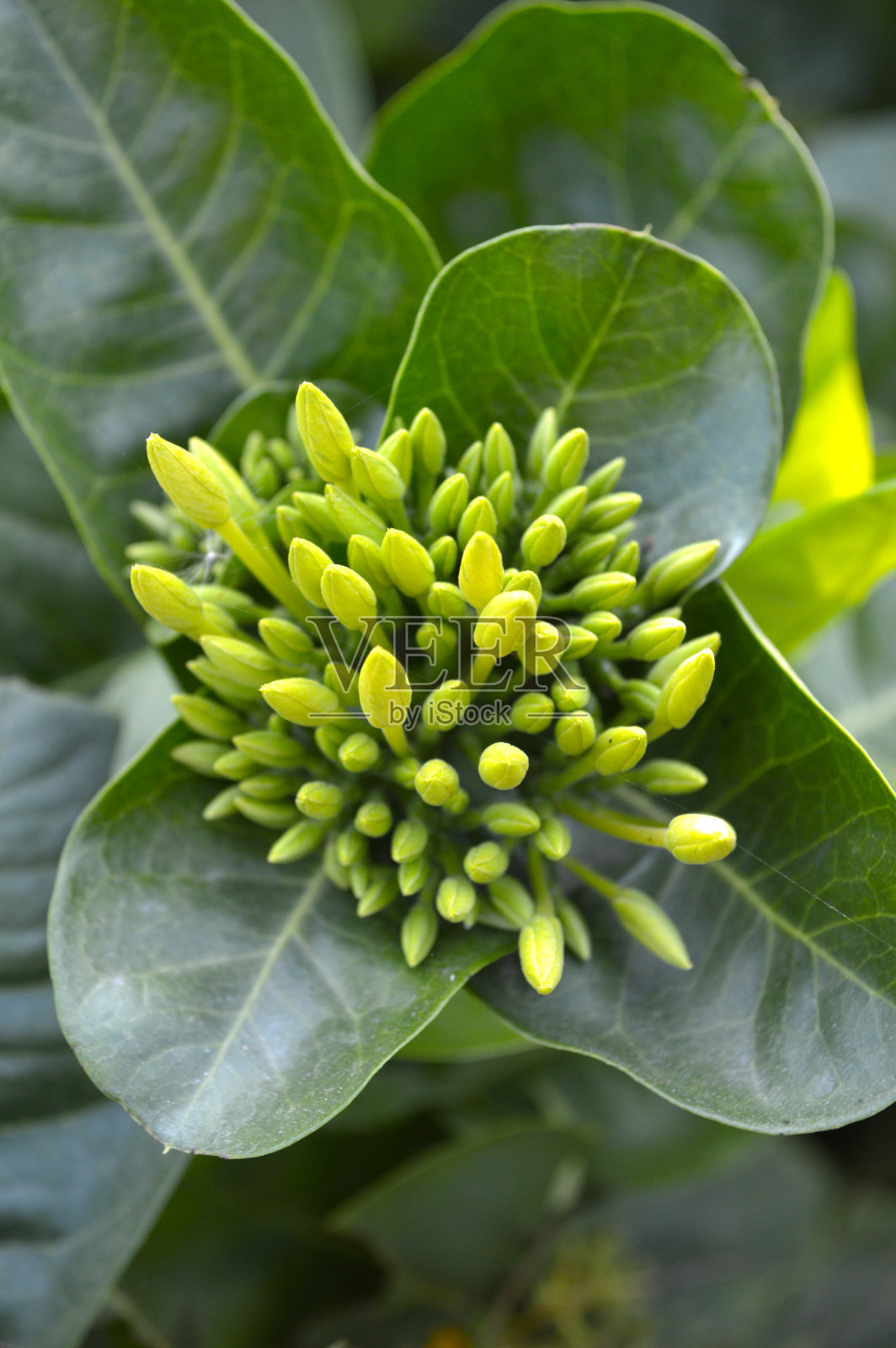 芽伊克索拉花照片摄影图片