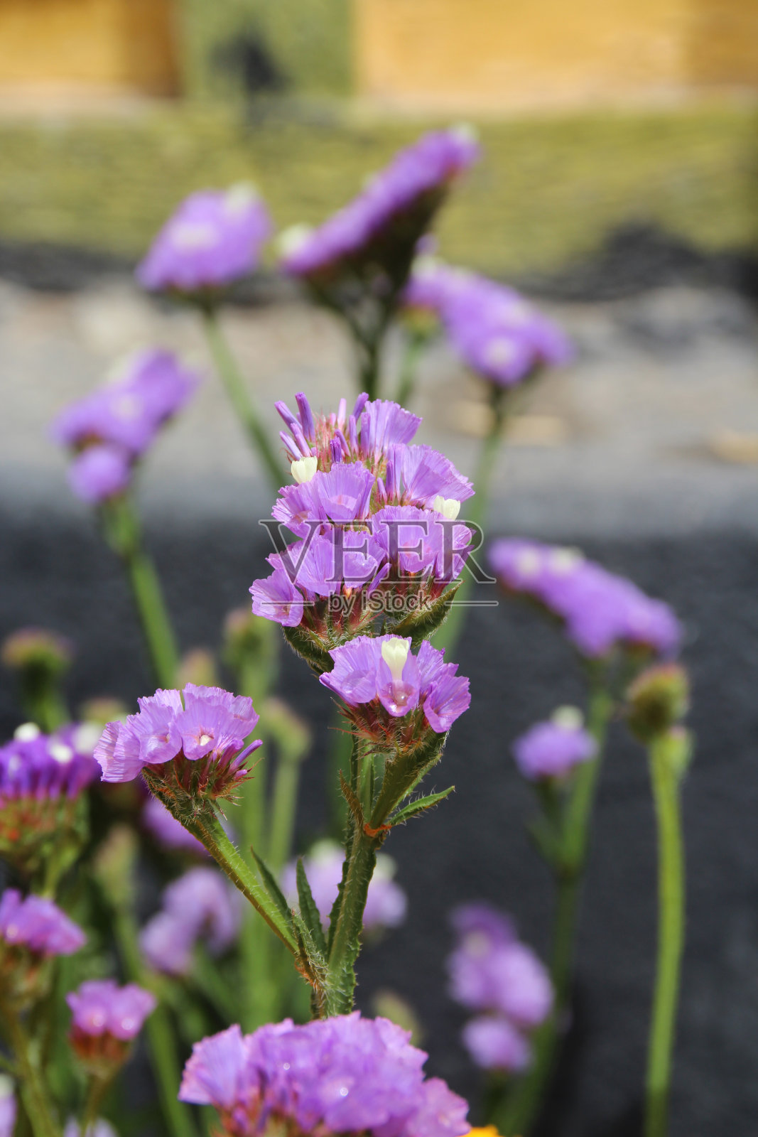 勿忘我照片摄影图片