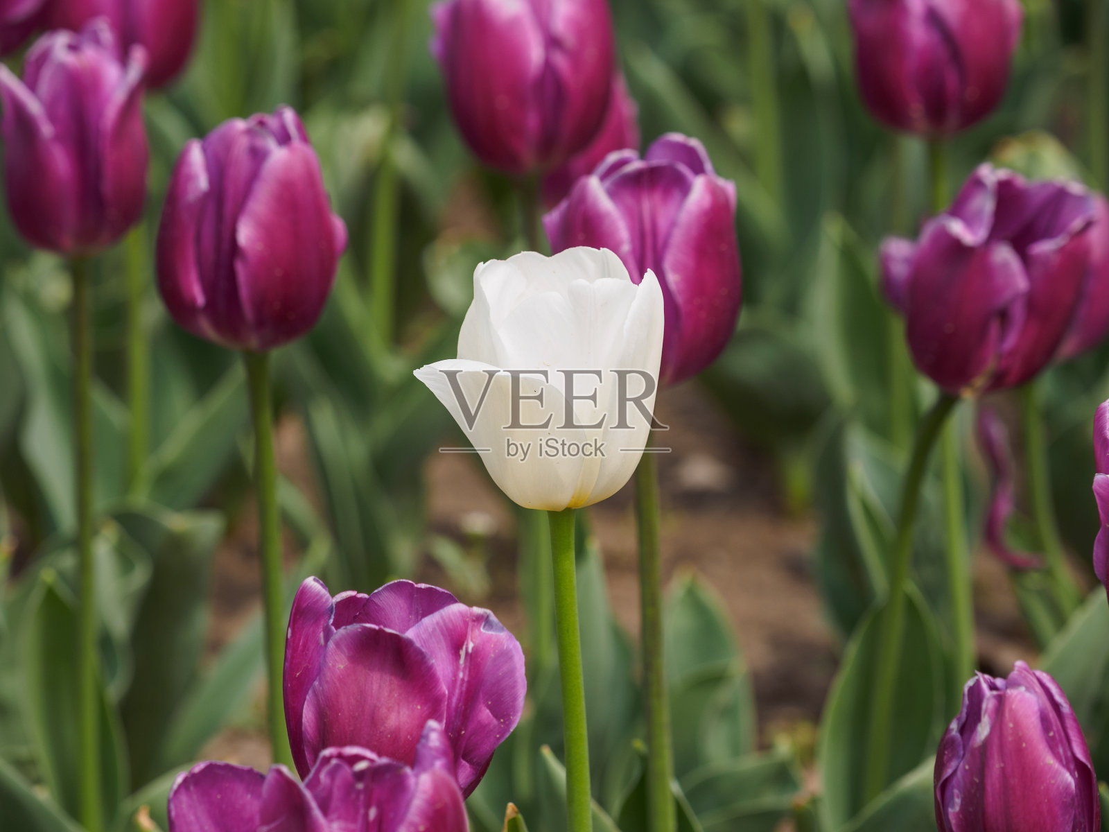 春季花卉系列，白色郁金香。照片摄影图片