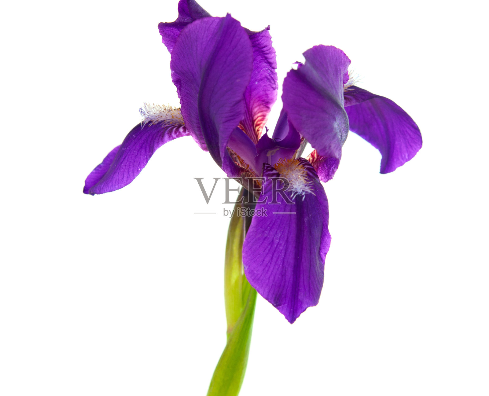 虹膜花孤立照片摄影图片