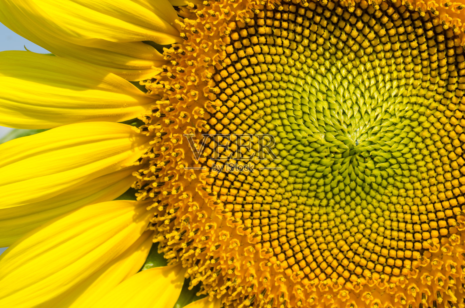 花园里有黄色的向日葵照片摄影图片