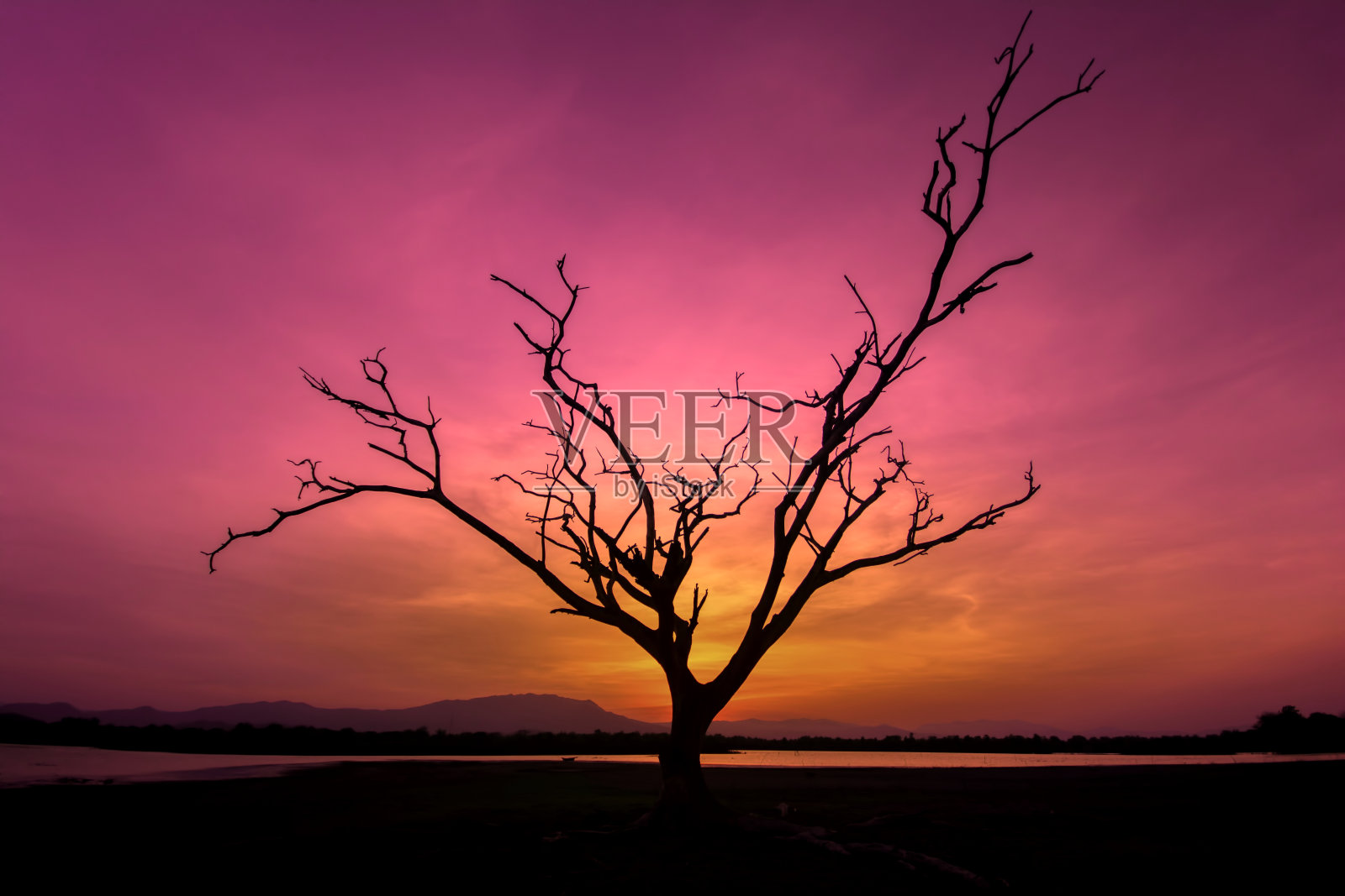 《日落中的孤独枯树》，泰国照片摄影图片