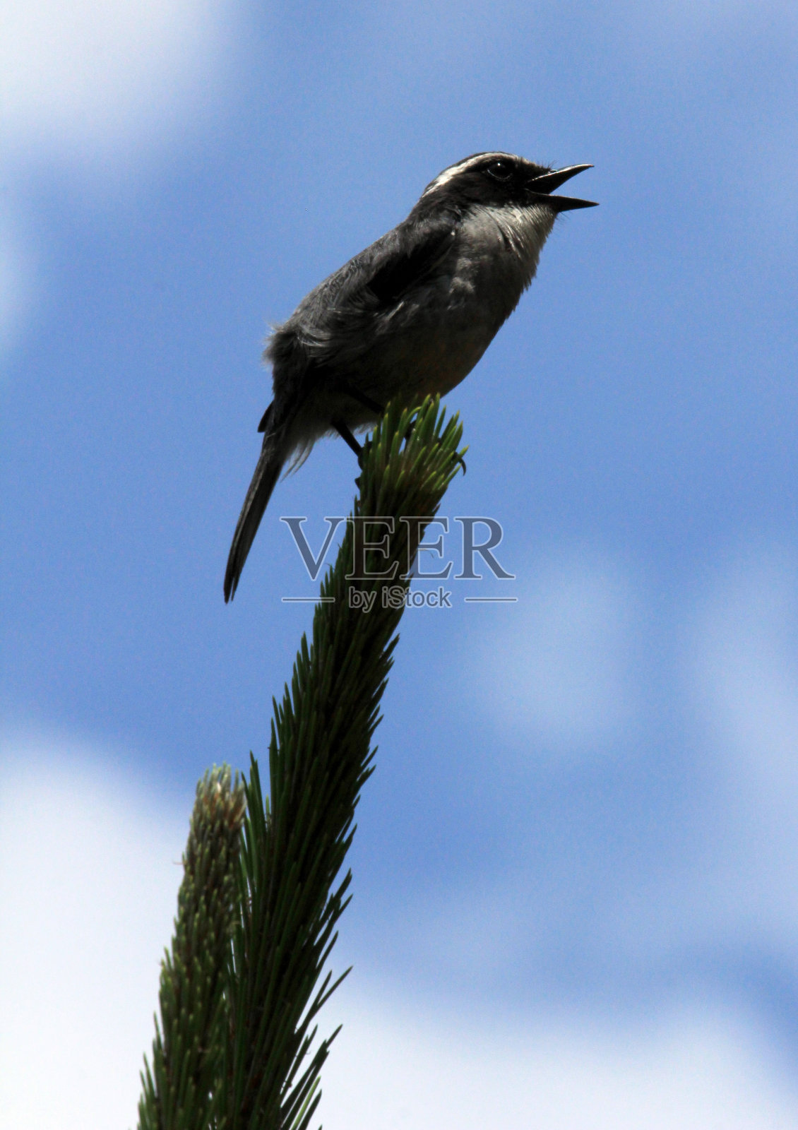 越南大腊山上的动物照片摄影图片