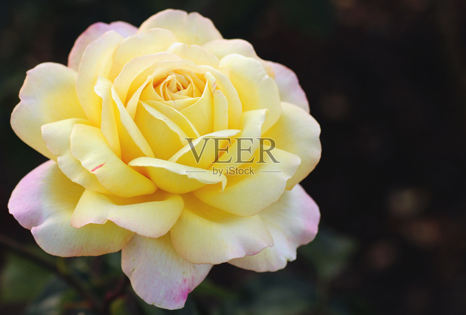 卡片上有黄玫瑰。照片摄影图片