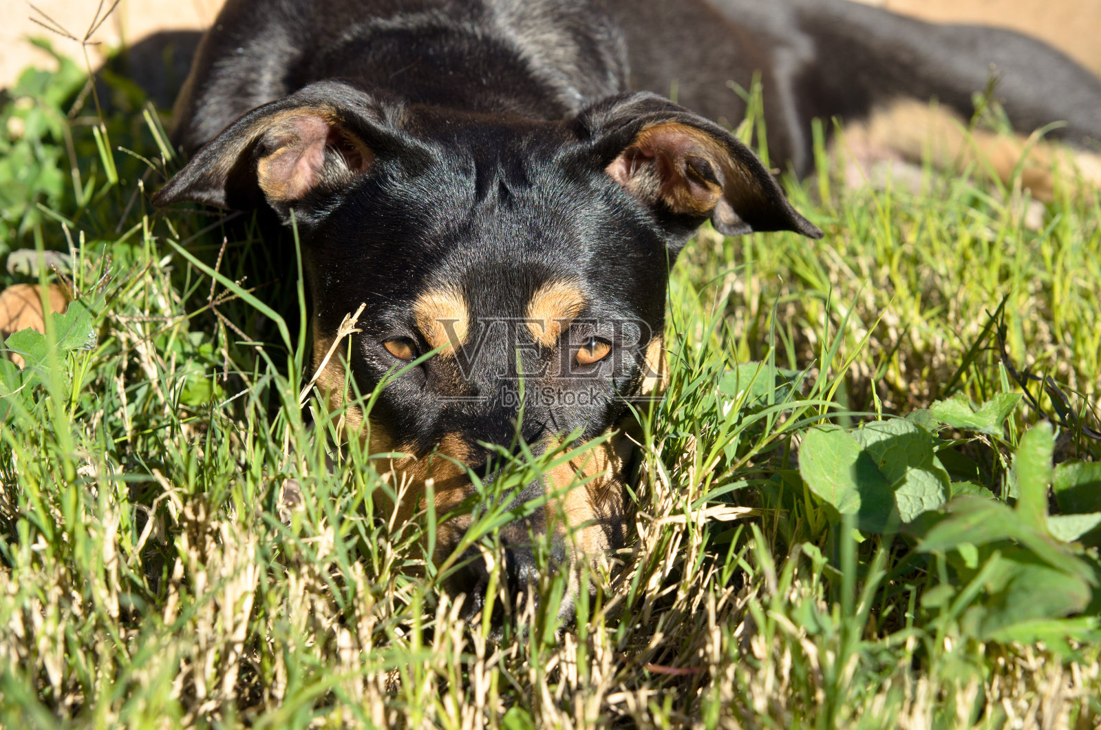 曼彻斯特梗混种狗躺在草地上晒太阳照片摄影图片