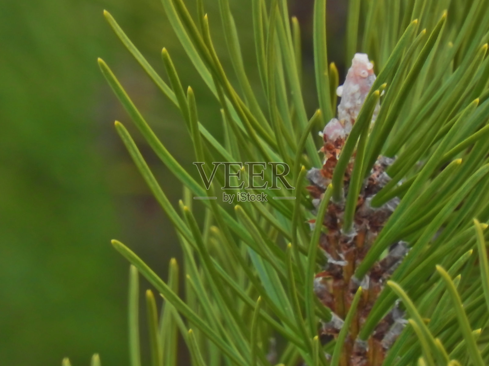松针照片摄影图片