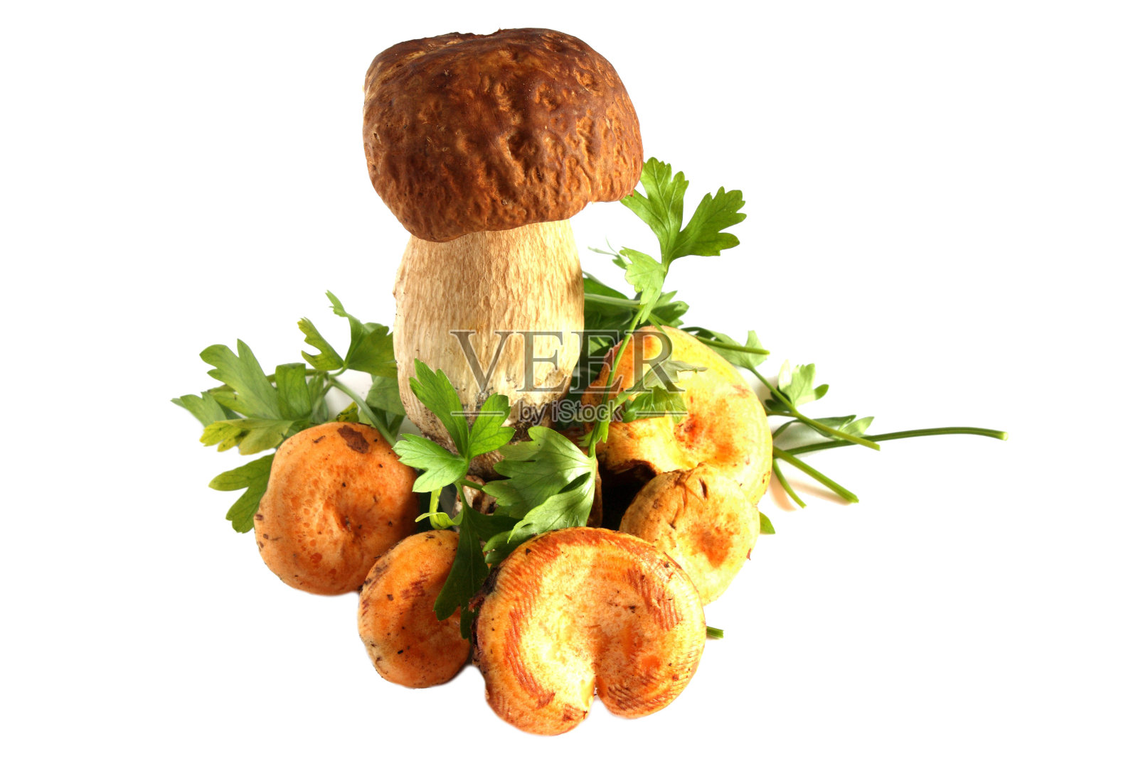 白色背景上的蘑菇照片摄影图片