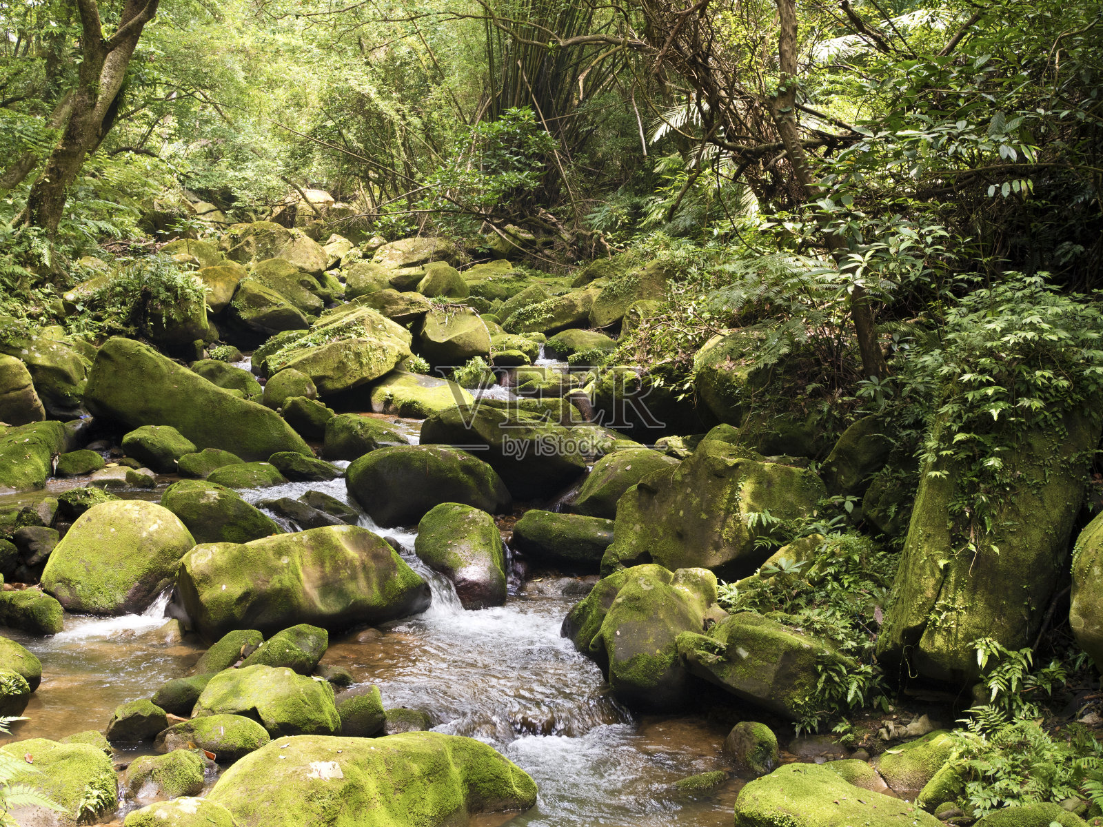 小溪大沟溪穿过森林中的苔藓岩石照片摄影图片