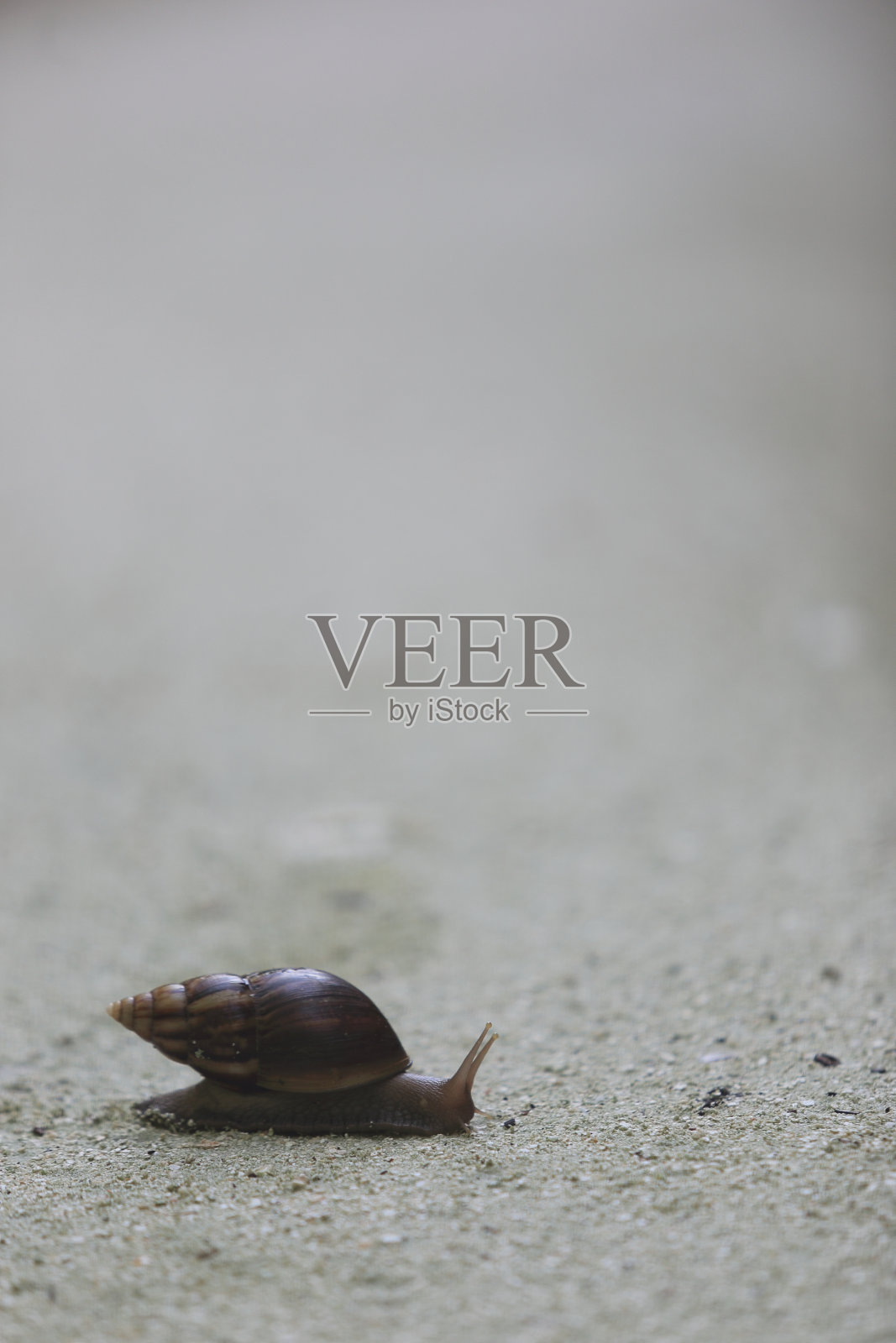 蜗牛照片摄影图片