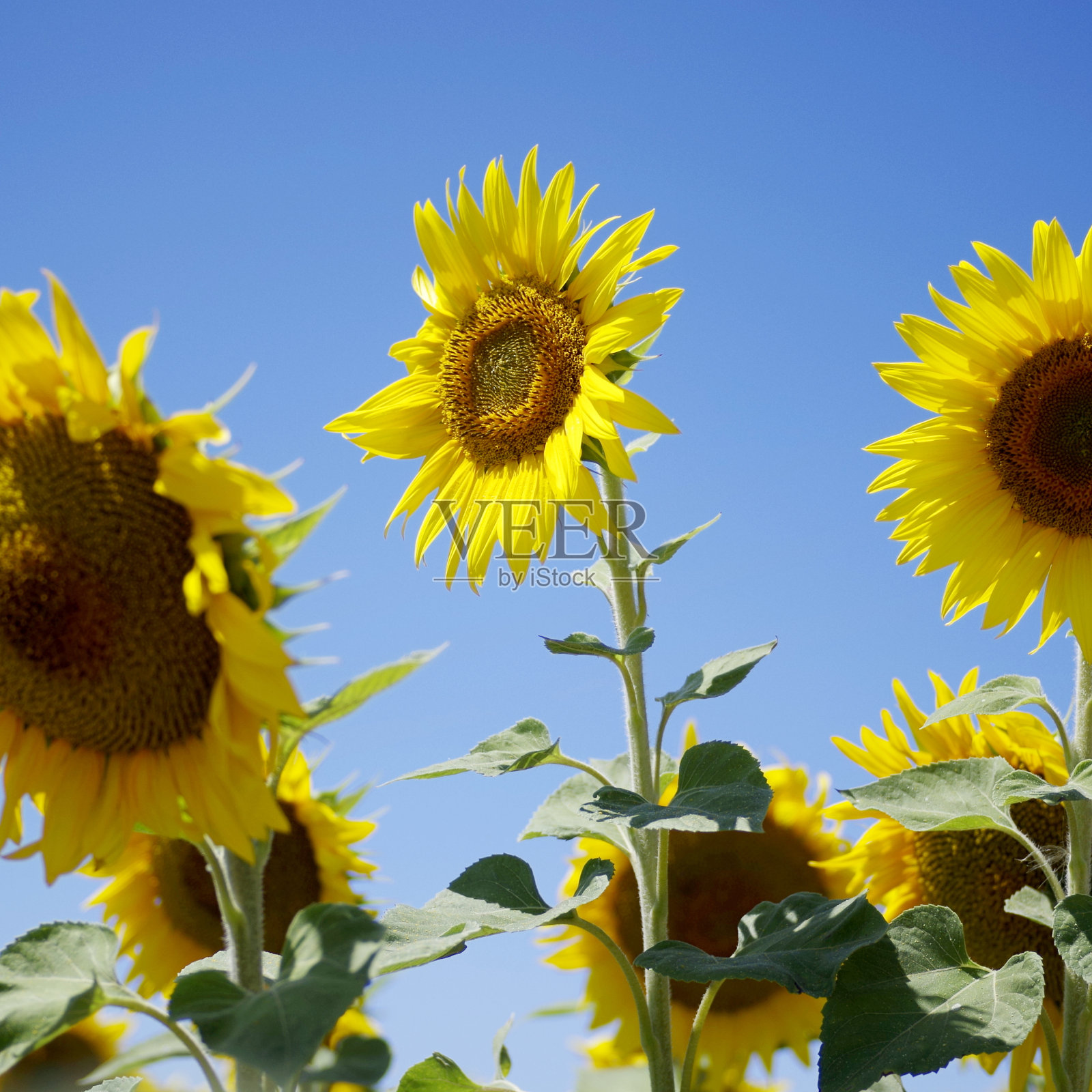 美丽的向日葵照片摄影图片