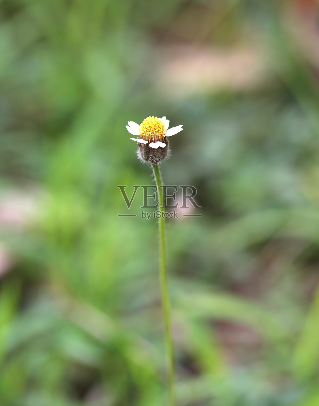 草花特写，景深浅照片摄影图片