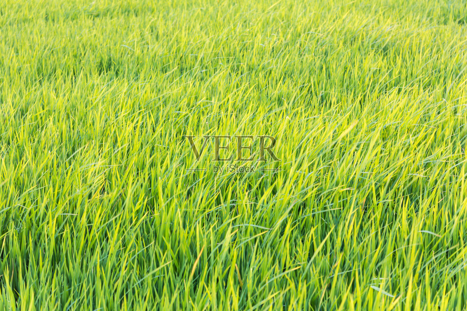 稻田里的草。照片摄影图片
