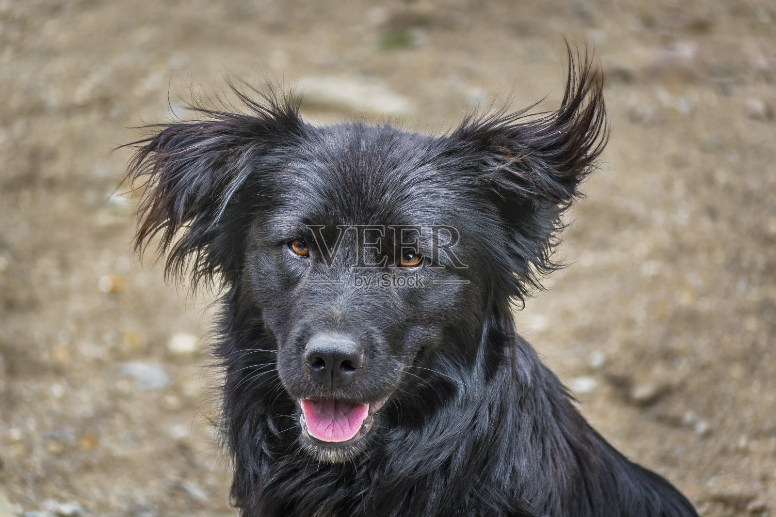 黑毛狗照片摄影图片