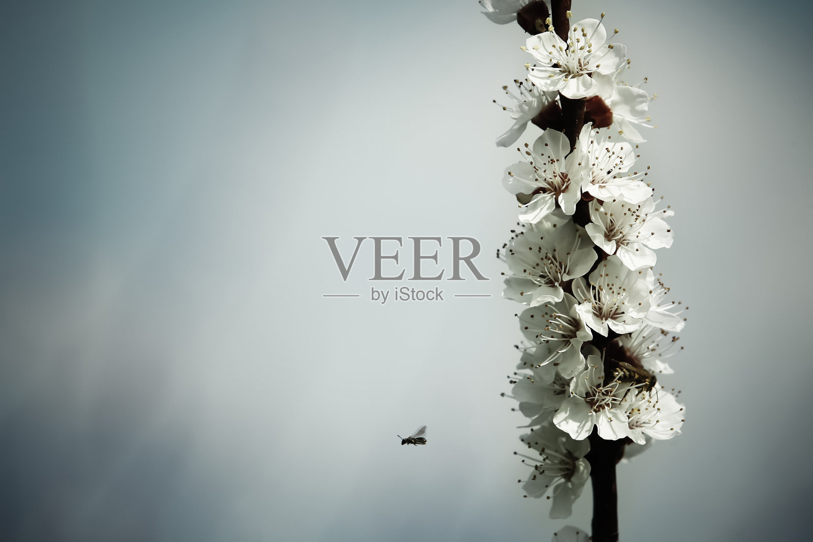 树早午餐与白色的春天花在阳光明媚的日子照片摄影图片