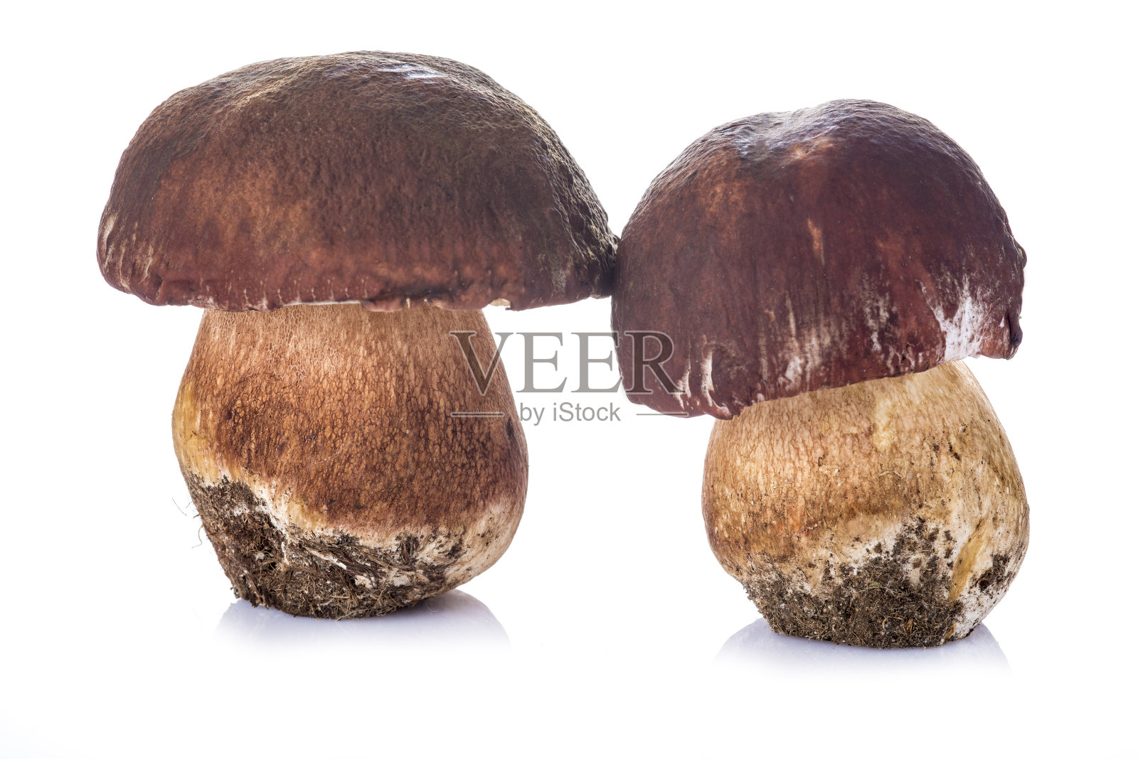 牛肝菌孤立在白色背景上照片摄影图片