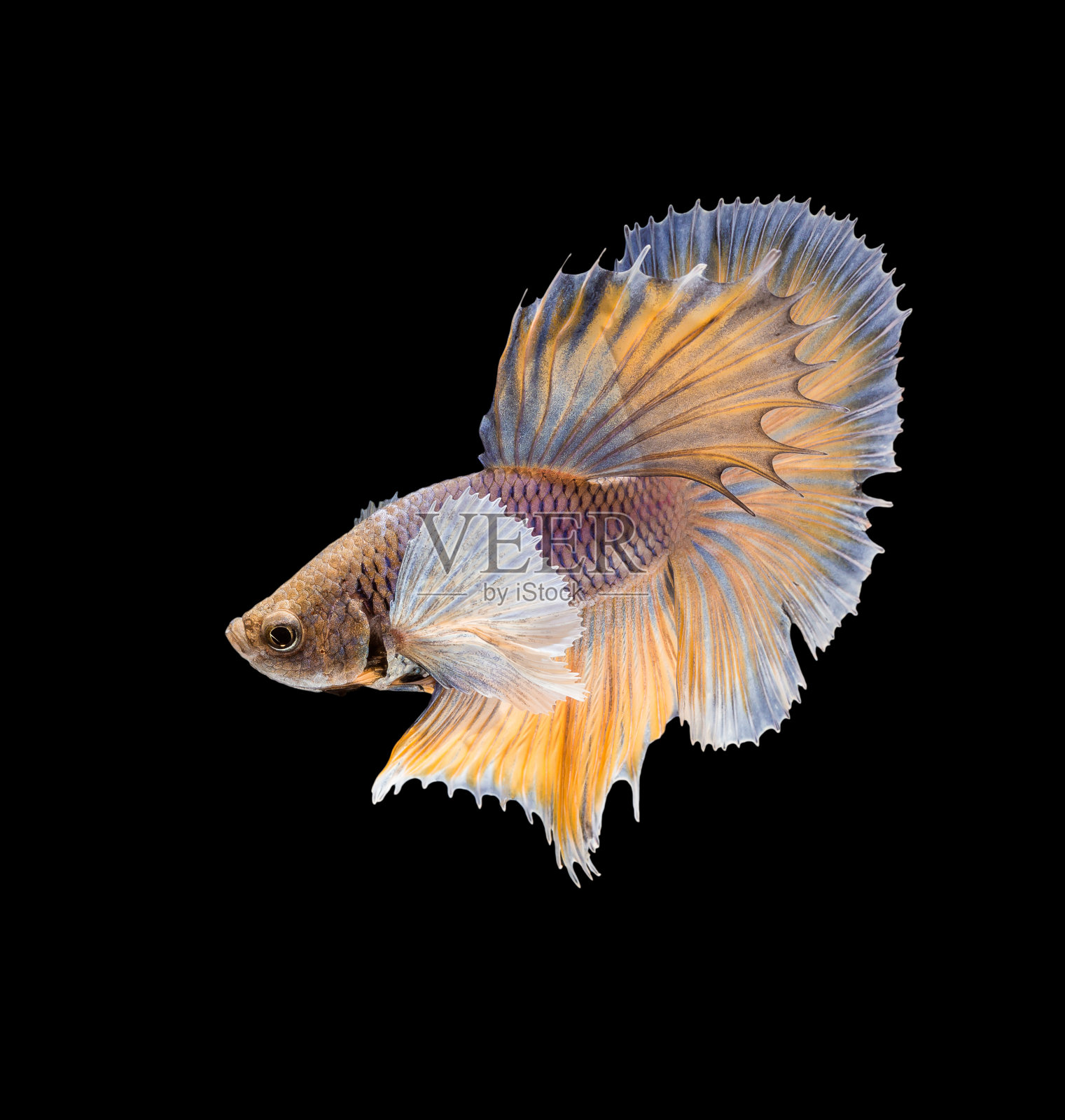 黄鱼，斗鱼照片摄影图片