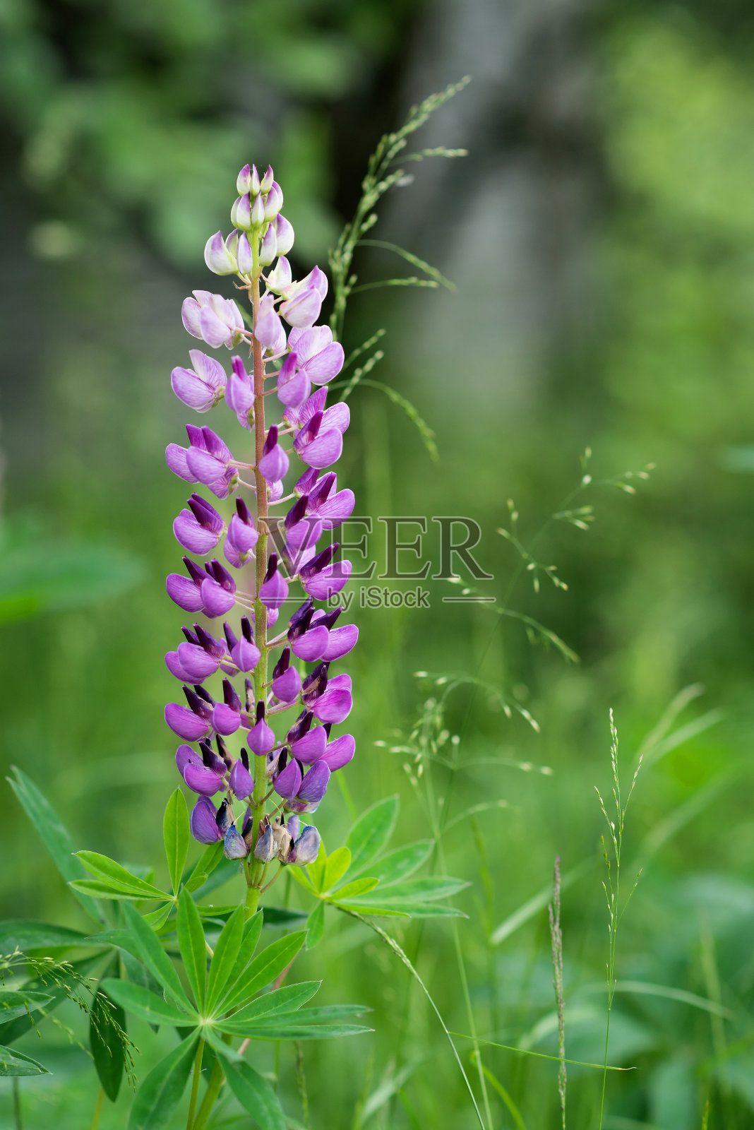 羽扇豆，野地野花，大自然。夏天照片摄影图片